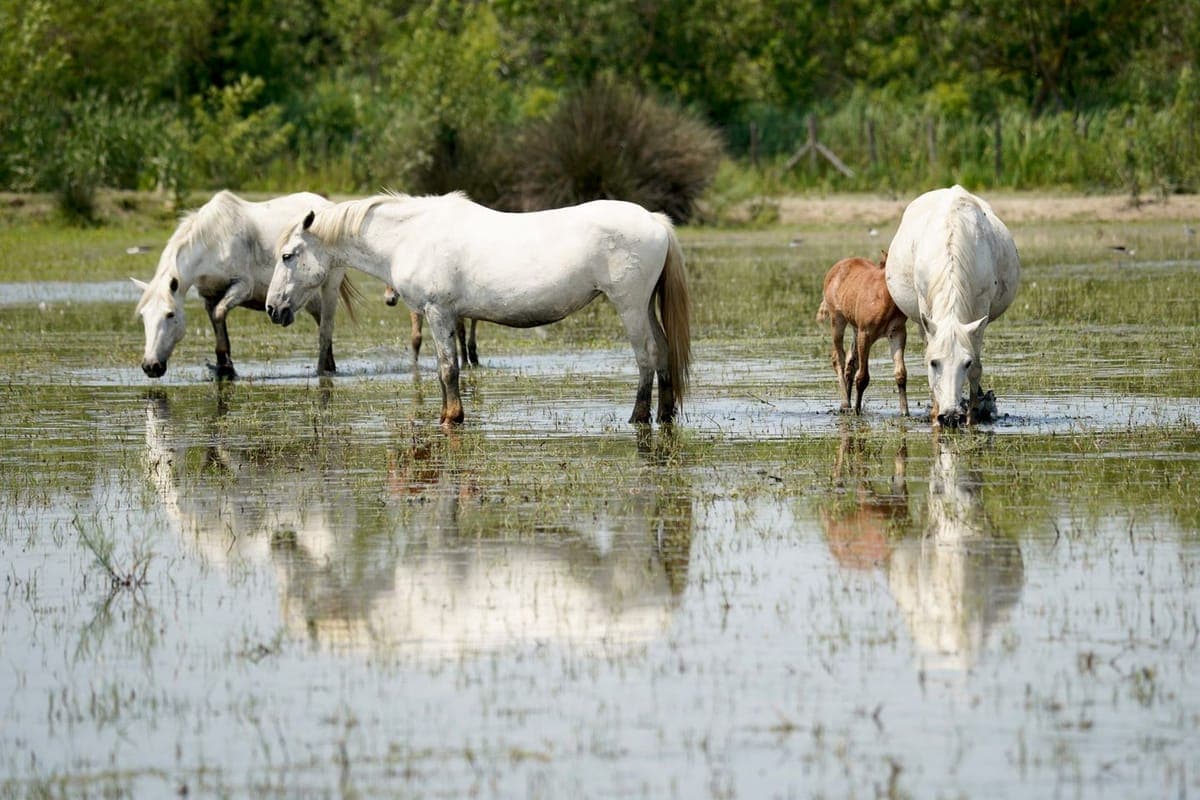 Chevaux camarguais dans un marais de Camargue, au sud de Lunel